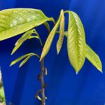 Pawpaw: Petal fall
