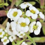 Figure 1. Flowers of sweet alyssum. Photo by Robert Grosdidier.