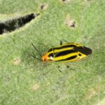 Figure 1: Fourlined plant bug adult on soybean. Photo by John Obermeyer.