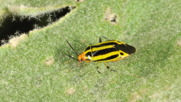 Introducing the Fourlined plant bug (Poecilocapus lineatus)