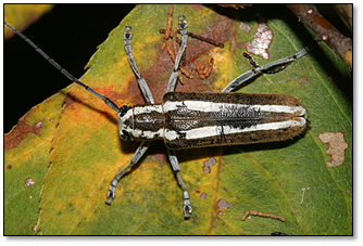 A handsome, but damaging boring beetle