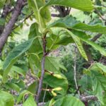 Pawpaw: Fruit set