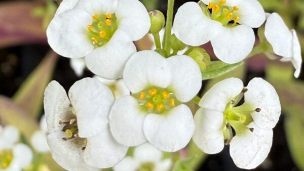 Observations on the Companion Plant: Sweet Alyssum