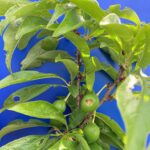 Plum: Fruit set