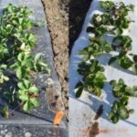 Figure 1. ‘Camarosa’ strawberry grown in black (left) and white-on-black (right) plastic mulches at Lafayette, IN on October 13, 2022 (Photo credit: Jeanine Arana).