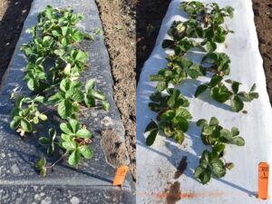 Figure 1. ‘Camarosa’ strawberry grown in black (left) and white-on-black (right) plastic mulches at Lafayette, IN on October 13, 2022 (Photo credit: Jeanine Arana).