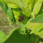 Figure 2: Fourlined plant bug nymph. Photo by Laura Ingwell.