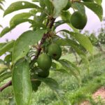 Plum: Fruit maturation