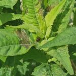 Figure 3: Necrotic spots caused by Fourlined plant bug feeding. Photo by Laura Ingwell.