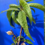 Peach: Fruit set
