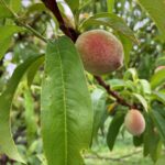 Peach: Fruit maturation