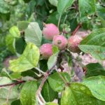 Apple (Rosalee): Fruit maturation