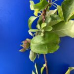 Apple (Rosalee): Fruit set