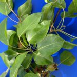 Pear: Fruit Set
