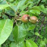 Pear: Fruit maturation