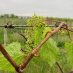 Grapes: First bloom/ Full bloom