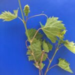 Grapes: Pre-bloom