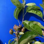Apple (Pixie Crunch): Fruit Set
