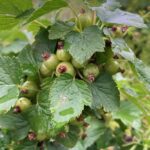 Black Currant: Fruit maturation