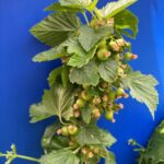 Black Currant: Fruit set