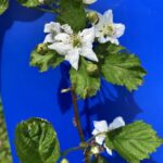 Blackberry: bloom