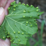 Galls on underside of grapevine leaf, photo from South Dakota State University