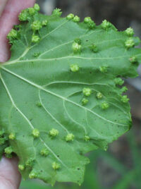 Managing Grapevine Phylloxera | Purdue University Facts for Fancy