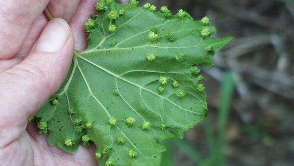 Managing Grapevine Phylloxera