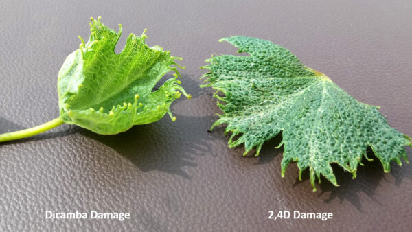 Tips for Avoiding Herbicide Injury