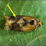 Figure 1. Redbanded leafroller moth. Photo credit: George Rock, North Carolina State University