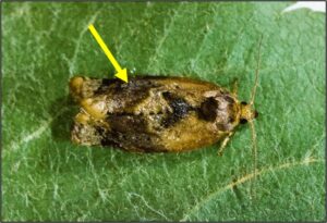 Figure 1. Redbanded leafroller moth. Photo credit: George Rock, North Carolina State University