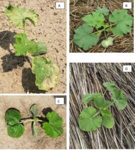 Figure 2. Pumpkin seedlings exhibiting injury from (A) Reflex (fomesafen)-treated soil splashing onto pumpkin leaves, (B) Command/Strategy (clomazone) “bleaching” on first true leaf, (C) Dual Magnum® (S-metolachlor) and (D) Curbit/Strategy (ethalfluralin) leaf malformation on the first true leaf. (Photo credits: SL Meyers)
