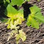 Figure 3. Glyphosate injury on jack-o-lantern pumpkin. (Photo credit: SL Meyers)