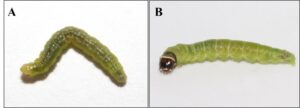 Figure 2. Redbanded leafroller caterpillar (A) and obliquebanded leafroller caterpillar (B) Photo credit: MJ Hatfield, Bugguide.net.