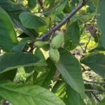 Pawpaw: Fruit maturation