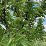 Plum: Fruit maturation