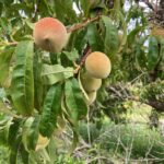 Peach: Fruit maturation