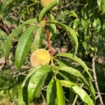 Peach: Fruit maturation