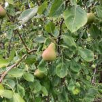 Pear: Fruit maturation