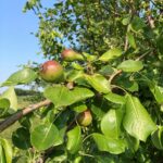 Pear: Fruit maturation