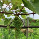 Grapes: Berry touch