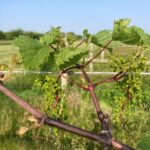 Grapes: Buckshot berries