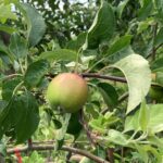 Apple (Pixie Crunch): Fruit maturation