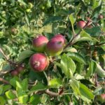 Apple (Pixie Crunch): Fruit maturation