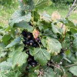Black Currant: Ripe fruit
