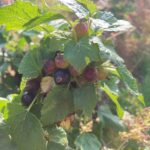 Black Currant: Fruit maturation