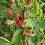 Blackberry: Ripening fruit