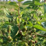 Blackberry:Green fruit