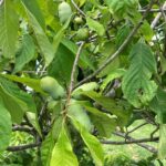 Pawpaw: Fruit maturation