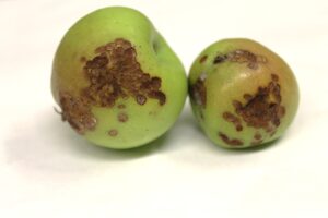 Figure 3. Feeding injury to apples by redbanded leafroller caterpillars. Photo: E. Y. Long